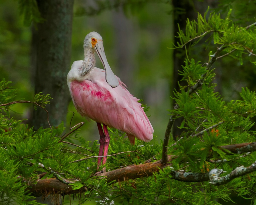 Young Spoonbill