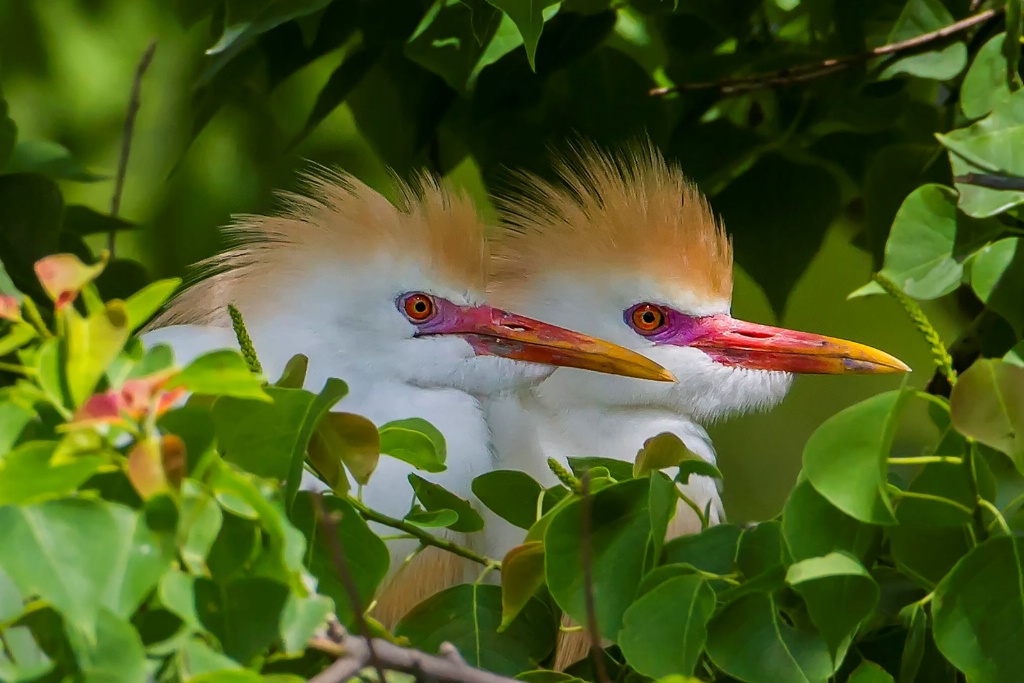 Hidden Cattle Egret Pair