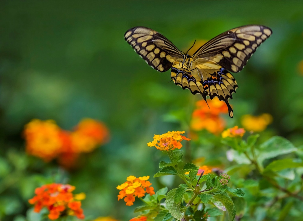 Giant Swallowtail Landing