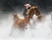 Snowy Roundup