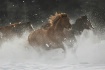 Stampede 