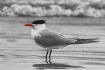 Wading Tern