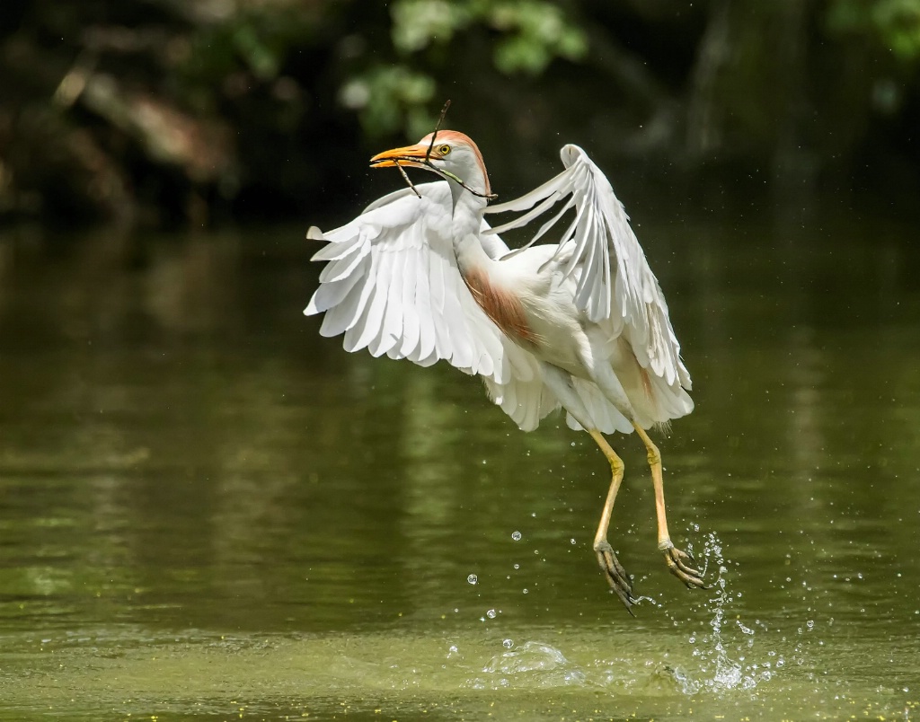 The Perfect Nest Twig