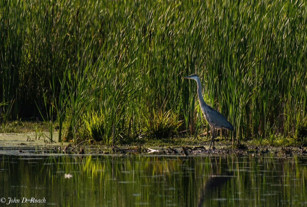 Blue Heron in the reeds-1