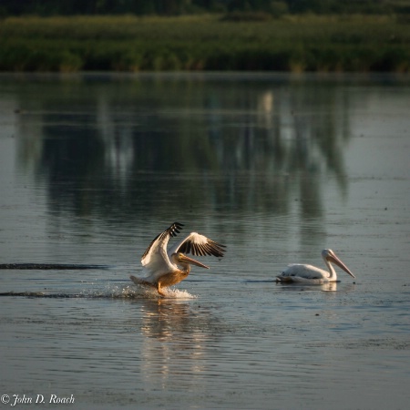 Great White Pelican skidding to a stop-1