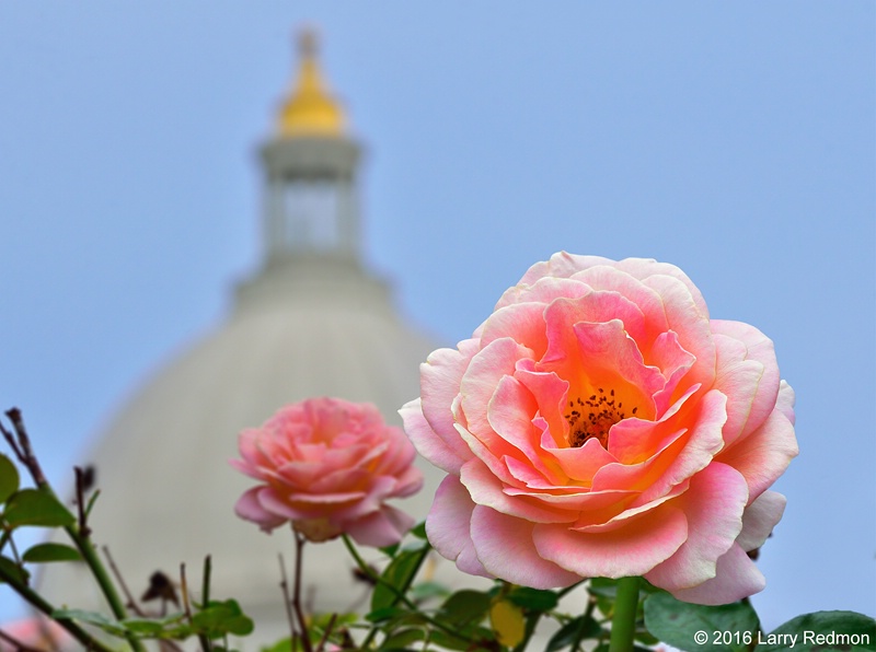 Capitol Rose 