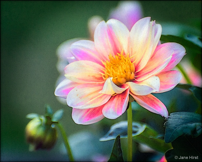 Art Deco Dahlia