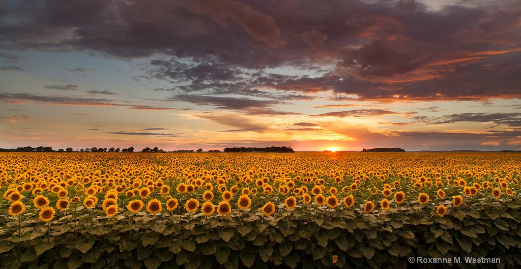 Blooming sunflowers in the sunset - ID: 15198678 © Roxanne M. Westman