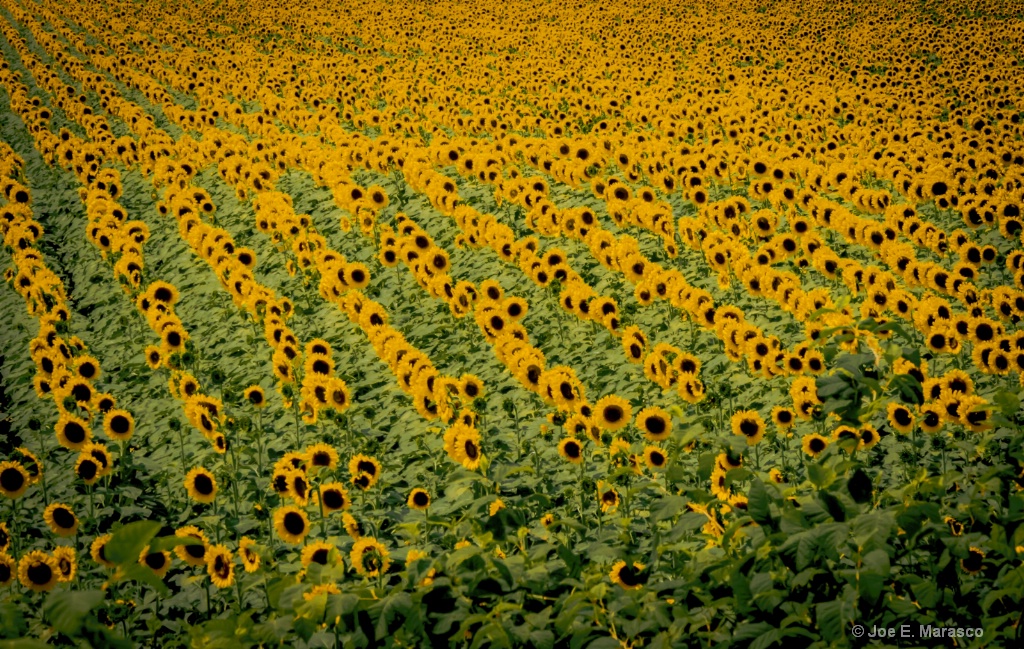 Sunflower Field IMG 1921