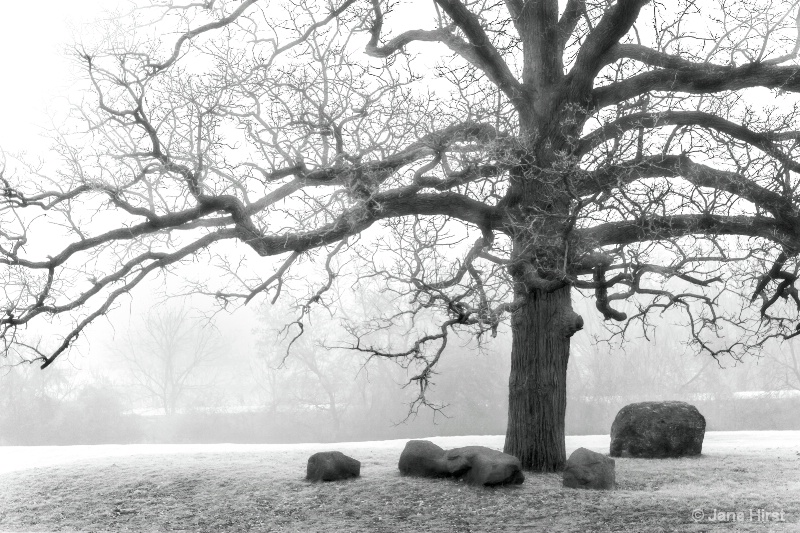 Embracing Tree