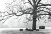 Embracing Tree