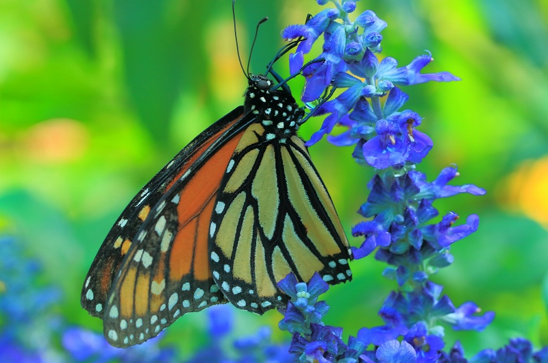 Monarch in Blue