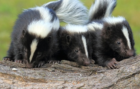 Baby Skunks