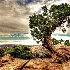 © John R. Grede PhotoID # 15199809: crooked tree