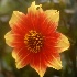 © Kathleen McCauley PhotoID# 15199845: Zinnia