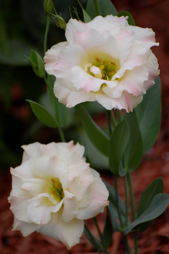 Lisianthus Pink Champagne - ID: 15199848 © Kathleen McCauley