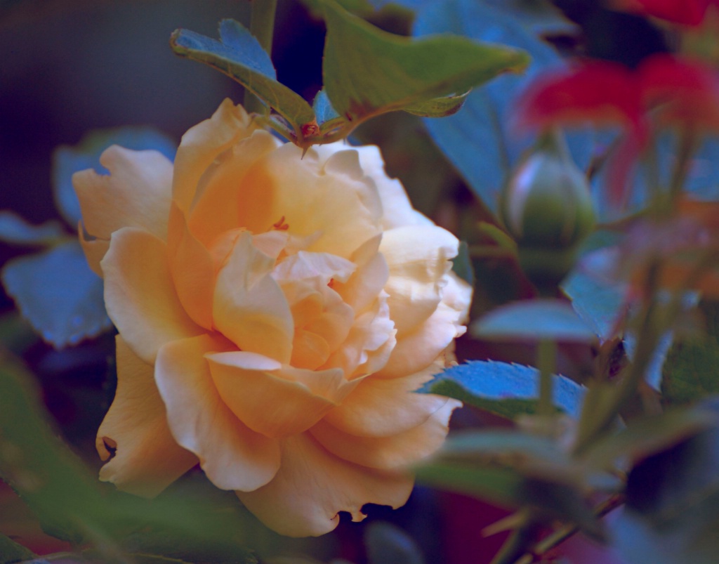 Floribunda Rose: Julia Child - ID: 15199856 © Kathleen McCauley
