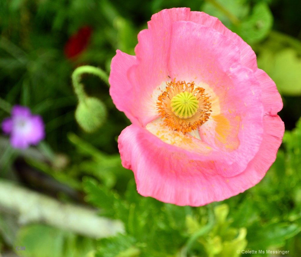 PINK POPPY 16.JPG