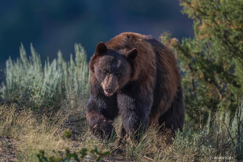Aspen Black Bear - ID: 15200054 © Annie Katz