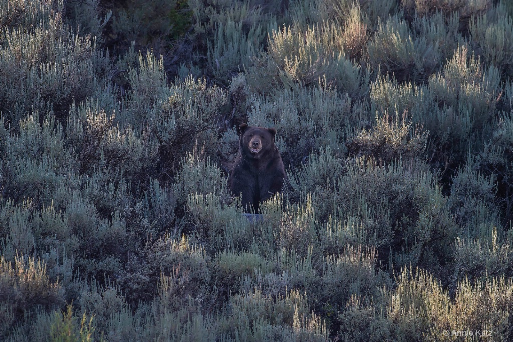 Bear in Sagebrush - ID: 15200056 © Annie Katz