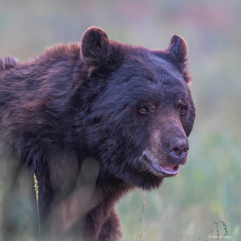 Black Bear Portrait - ID: 15200059 © Annie Katz