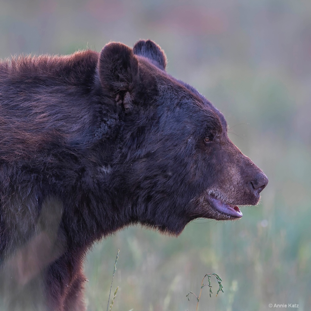 Black Bear Profile - ID: 15200060 © Annie Katz