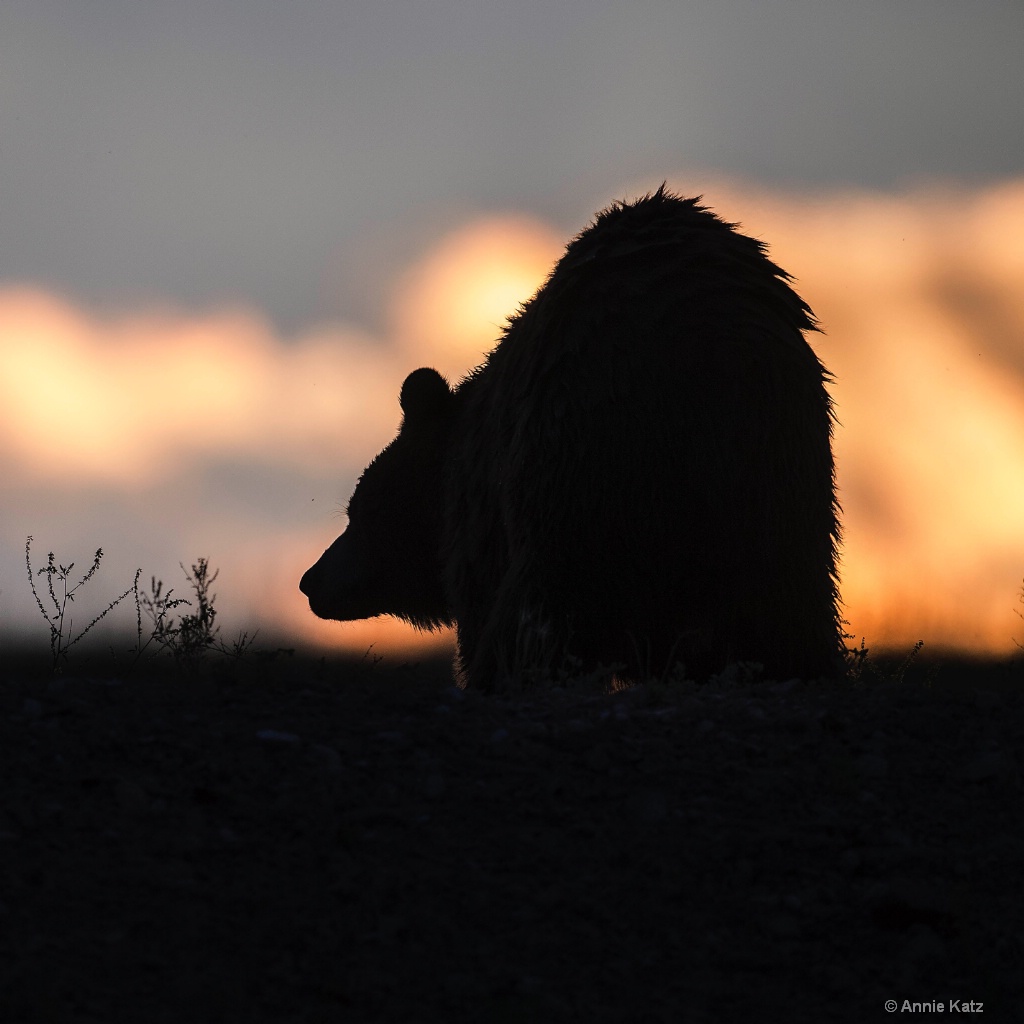 Sunset Bear - ID: 15200077 © Annie Katz