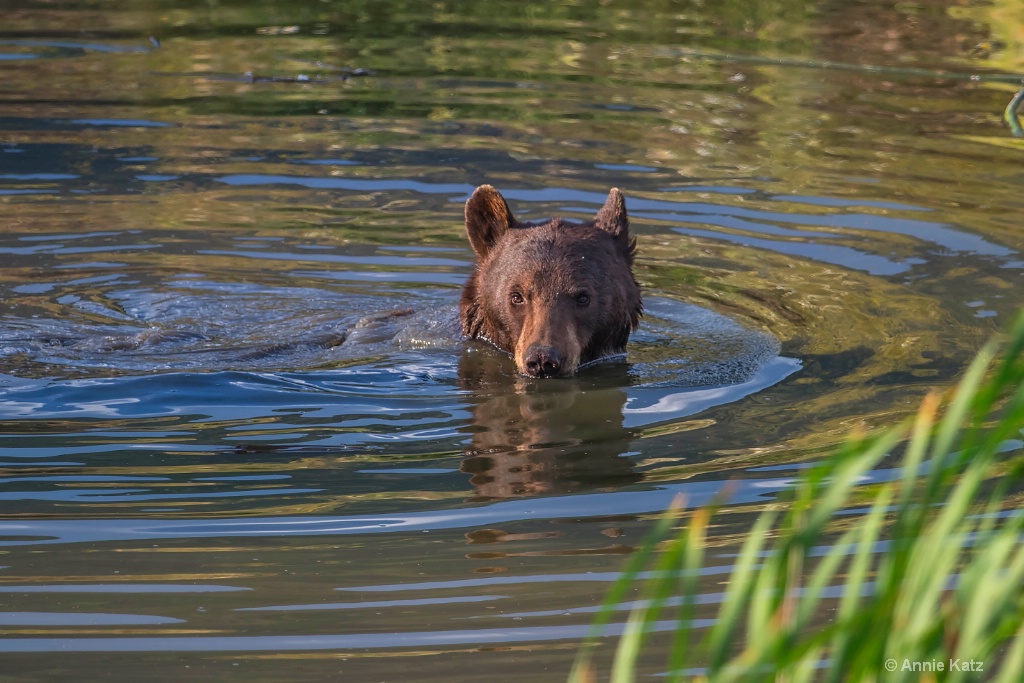 Swimming Black Bear - ID: 15200078 © Annie Katz