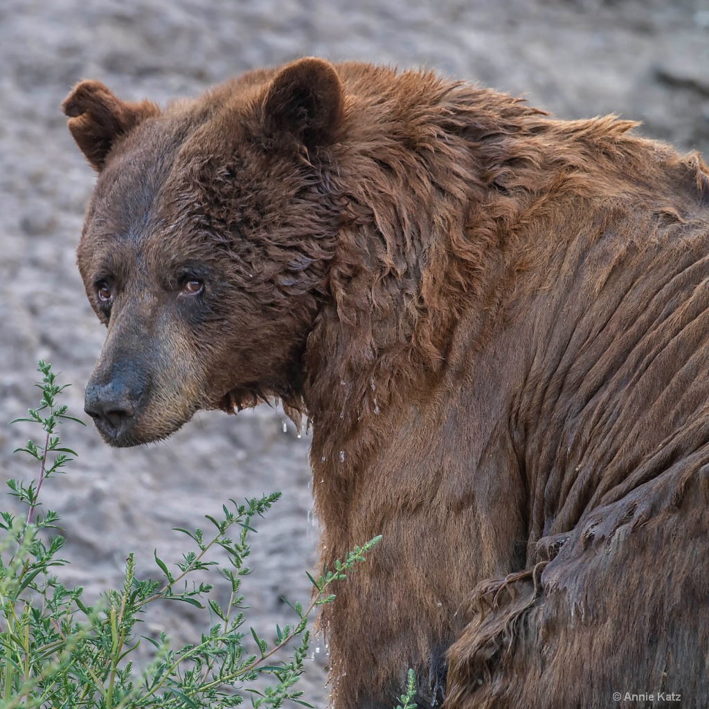 Wet Bear - ID: 15200083 © Annie Katz