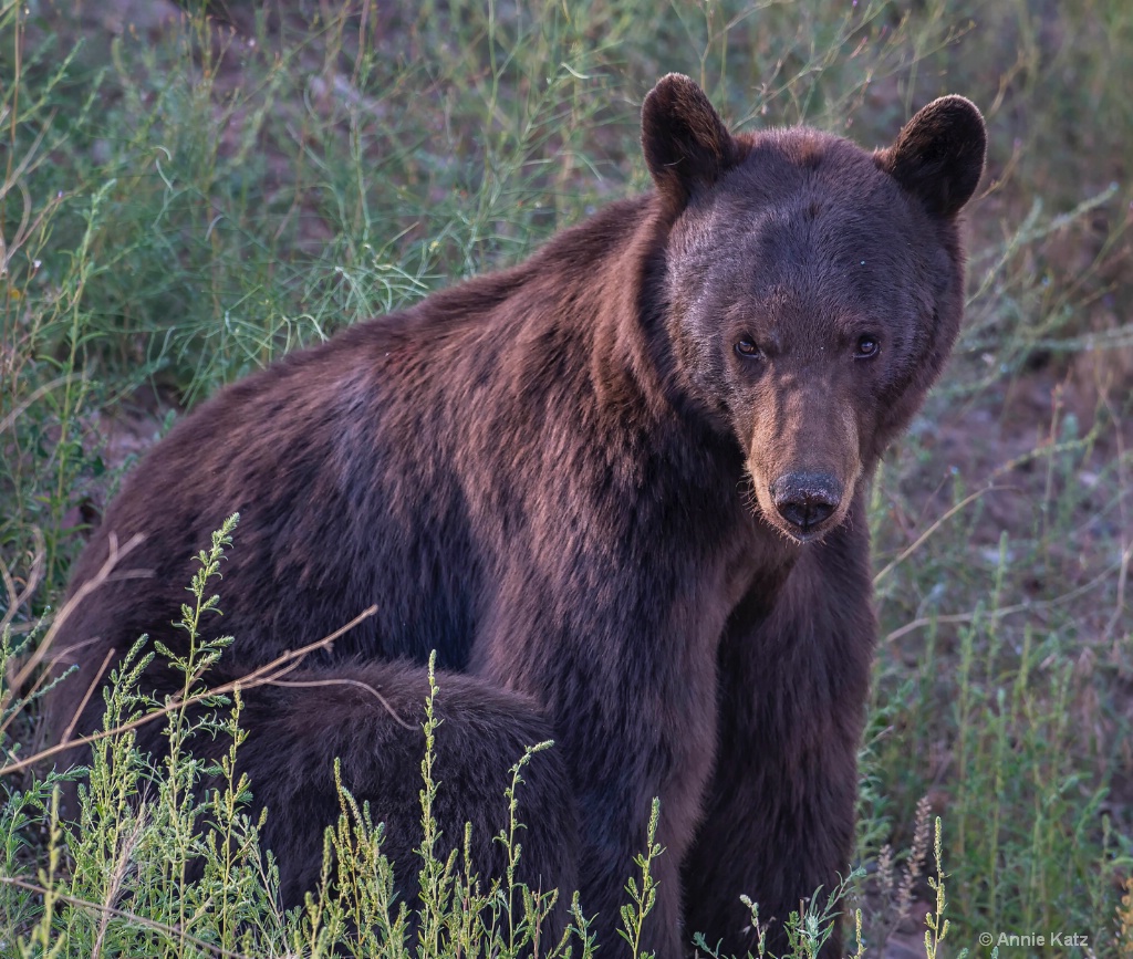 Young Black Bear - ID: 15200086 © Annie Katz