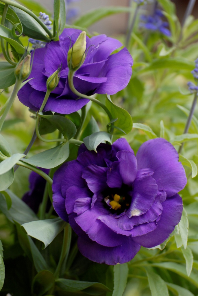 Lisianthus: Purple - ID: 15200214 © Kathleen McCauley