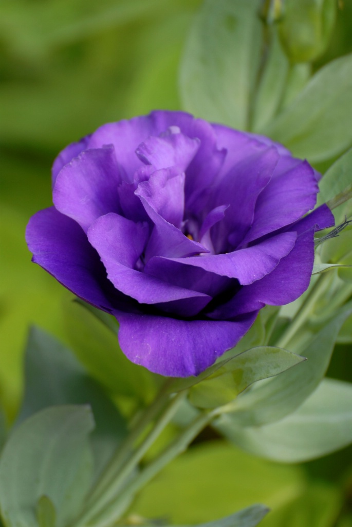 Lisianthus: Purple - ID: 15200216 © Kathleen McCauley
