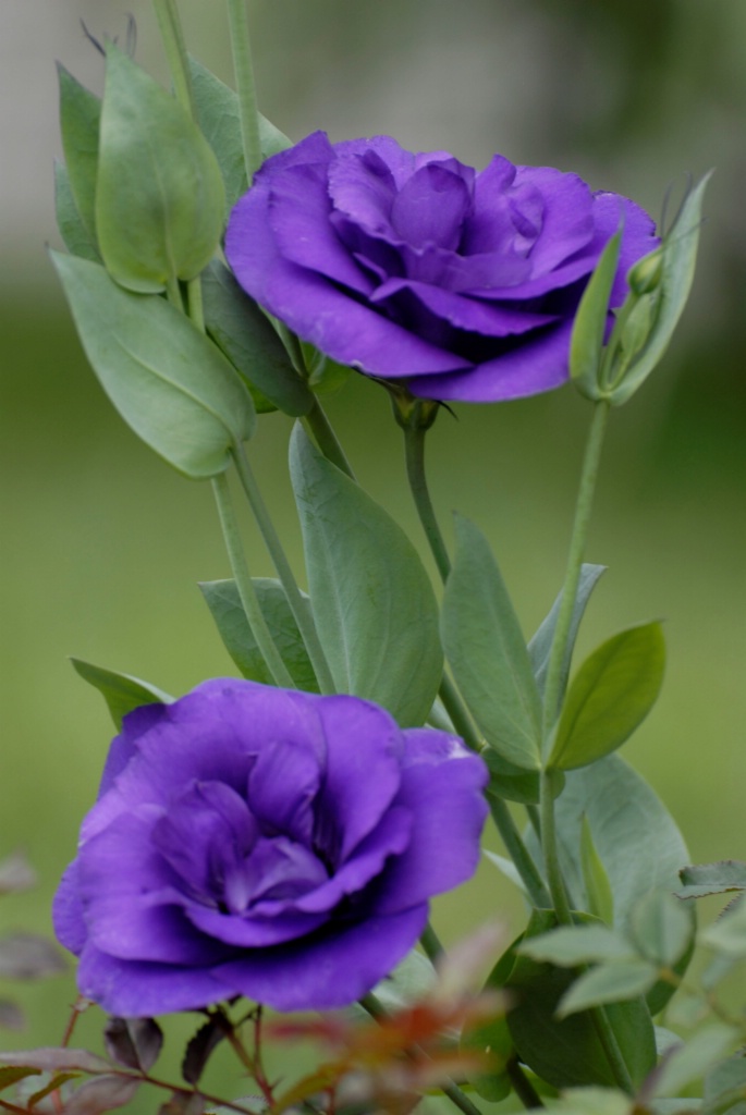 Lisianthus: Purple - ID: 15200217 © Kathleen McCauley