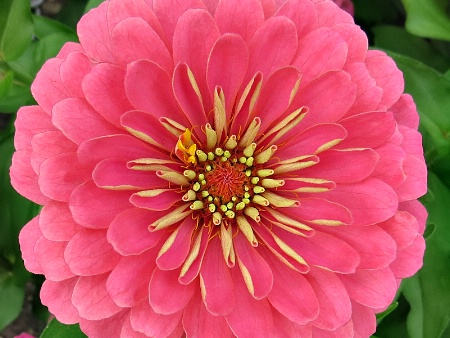 Zinnia