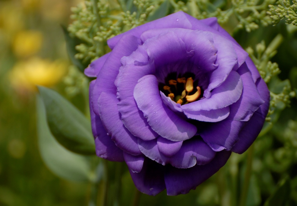 Lisianthus: Purple - ID: 15200537 © Kathleen McCauley