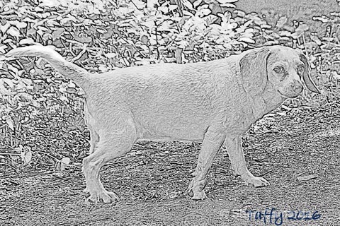 My Sweet Taffy - ID: 15200665 © Sheri Camarda