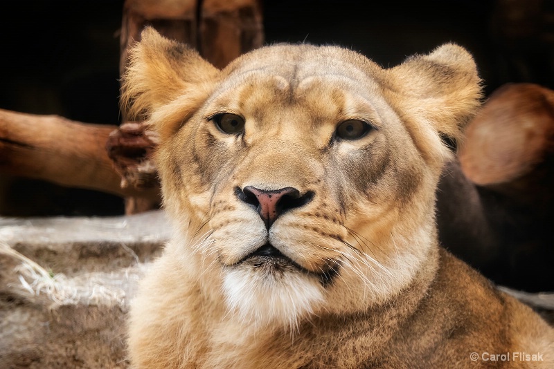 The Lioness - ID: 15200710 © Carol Flisak