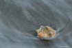 Sea Swept