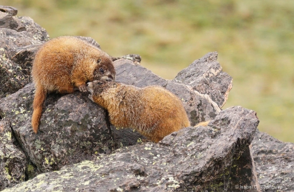 Playful Marmot Babies