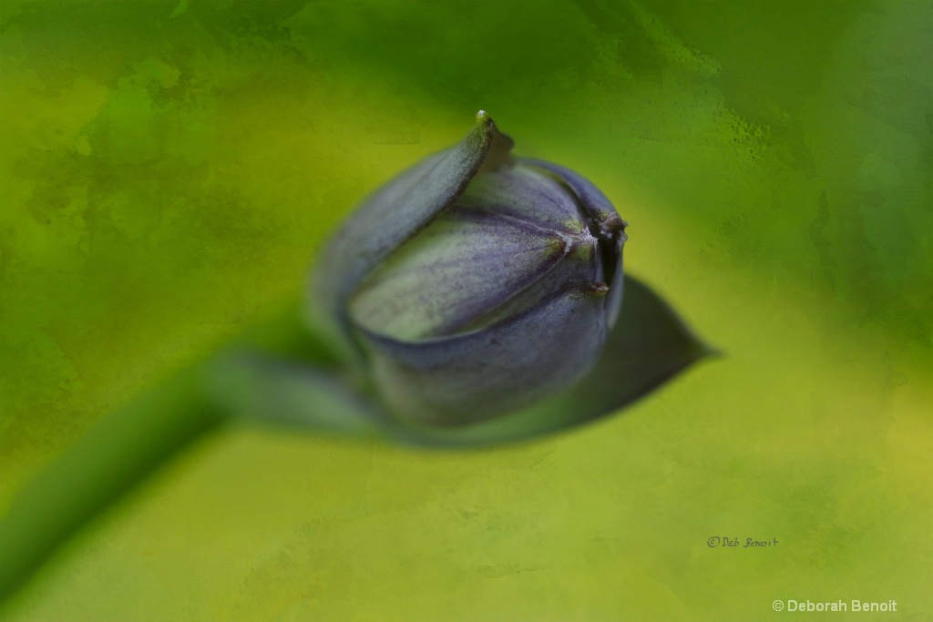 Single Hosta Pose