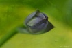 Single Hosta Pose