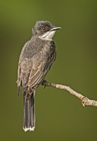 Eastern Kingbird       