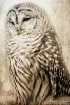 Barred Owl Restin...