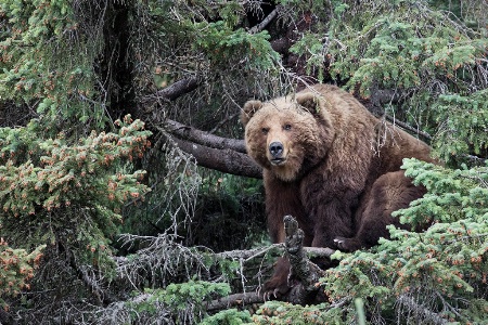 Moma Bear up the Tree