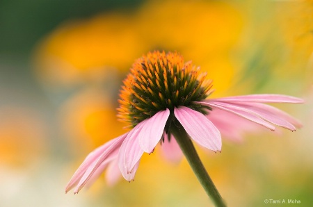 Echinacea