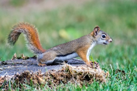 High Alert - Red Squirrel