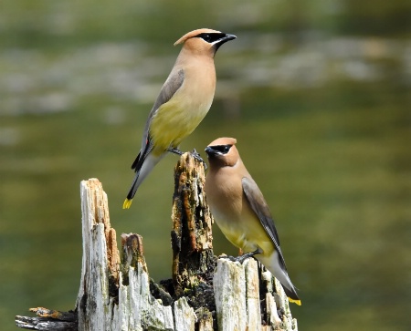 The Cedar Waxwings Taking A Break