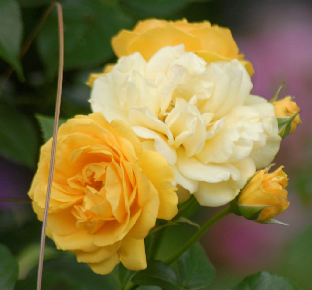 Floribunda Roses: Julia Child - ID: 15201890 © Kathleen McCauley