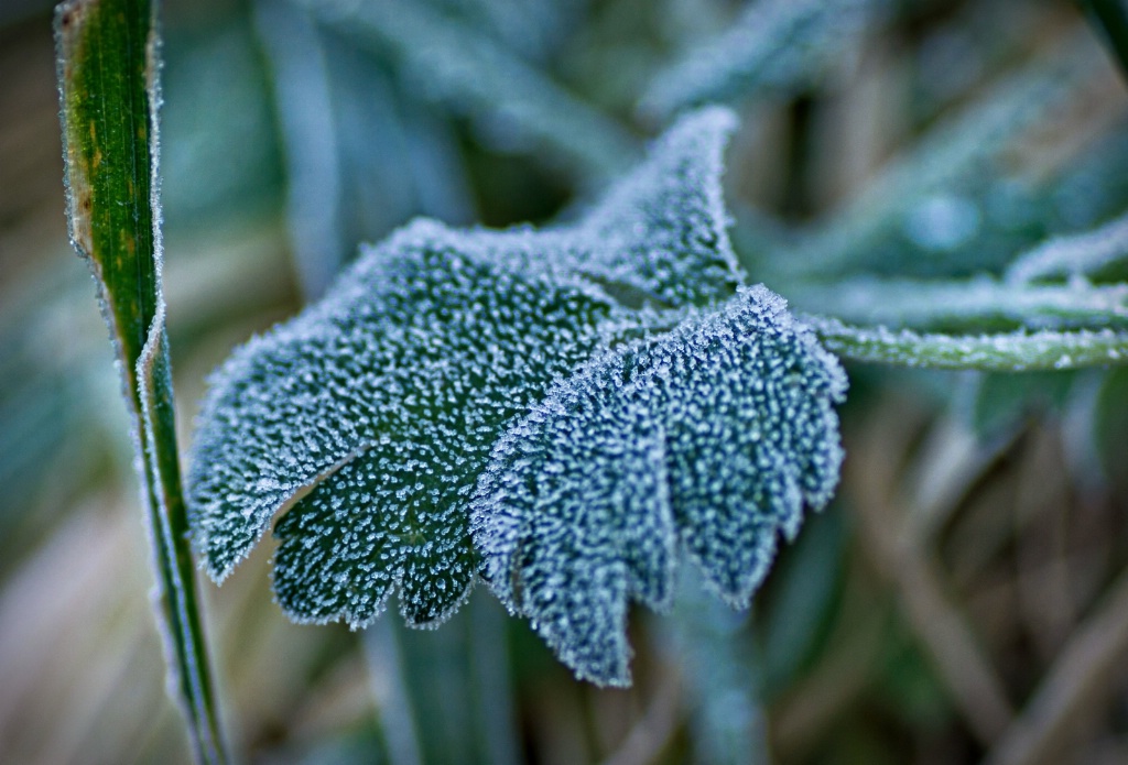 Iced Leaf