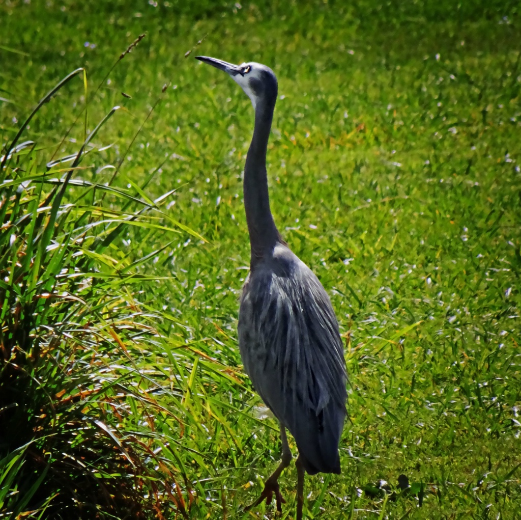 White-faced Heron